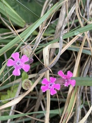 Silene aegyptiaca