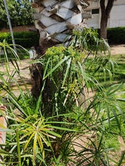 Cyperus alternifolius flabelliformis