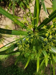 Cyperus alternifolius flabelliformis