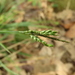 Carex tristachya pocilliformis - Photo (c) chiuluan, alguns direitos reservados (CC BY), uploaded by chiuluan