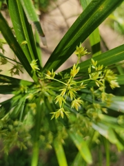 Cyperus alternifolius flabelliformis