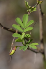 Hippocrepis emerus emerus