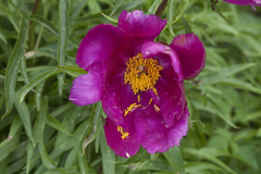 Paeonia hybrida
