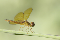 Perithemis icteroptera