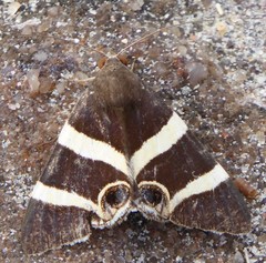 Grammodes ocellata