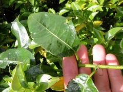 Passiflora tetrandra