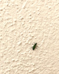 Psilothrix viridicoerulea