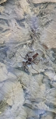 Velia gridellii