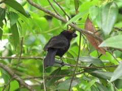 Melopyrrha violacea