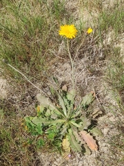Hypochaeris salzmanniana