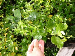 Passiflora tetrandra