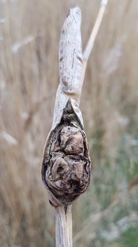 Steneotarsonemus phragmitidis