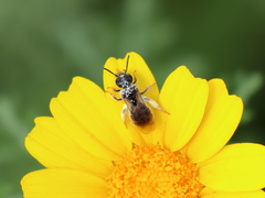 Lasioglossum