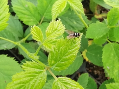 Limnophora obsignata