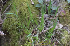 Melica nutans