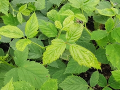 Limnophora obsignata