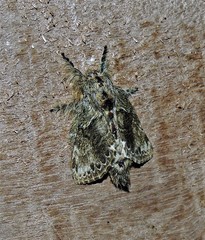 Euglyphis submarginalis