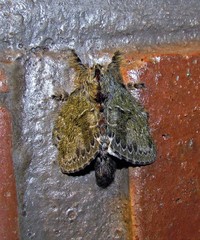 Euglyphis submarginalis