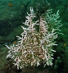 Calliarthron tuberculosum