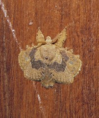 Euglyphis vitripuncta