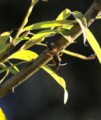 Ichneumon promissorius