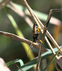 Ichneumon promissorius