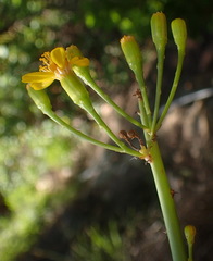Senecio junceus