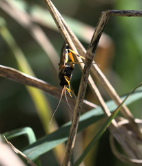 Ichneumon promissorius