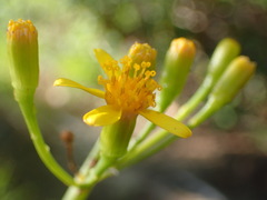 Senecio junceus