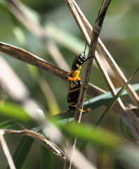 Ichneumon promissorius