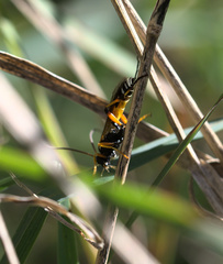 Ichneumon promissorius