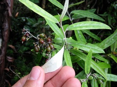 Corokia buddleioides
