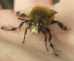 Anthophora plumipes