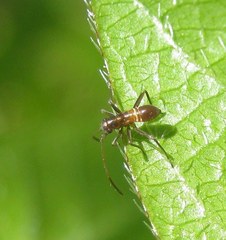 Miris striatus