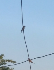 Myiarchus stolidus