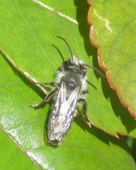 Andrena cineraria