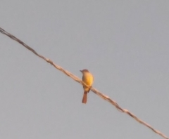 Myiarchus stolidus