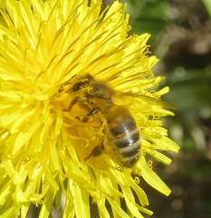 Apis mellifera