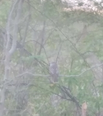 Myiarchus stolidus