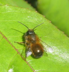 Osmia bicornis