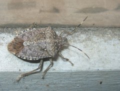 Halyomorpha halys