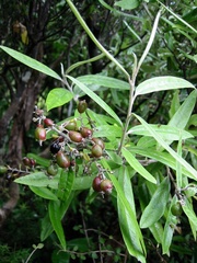 Corokia buddleioides
