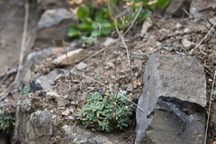 Draba cinerea