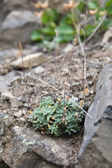 Draba cinerea