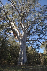 Eucalyptus sclerophylla