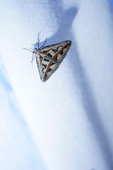Dichromodes euprepes