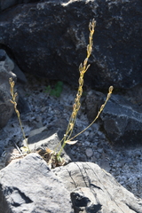 Draba cinerea