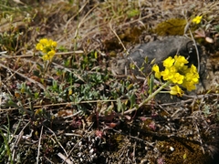 Alyssum montanum