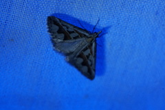 Dichromodes euprepes