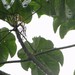 Cecropia annulata - Photo (c) Carlos Otávio Gussoni, algunos derechos reservados (CC BY-NC), subido por Carlos Otávio Gussoni